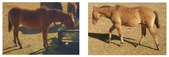 Bad Warrior colt in Kansas