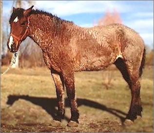 bay roan curly mare