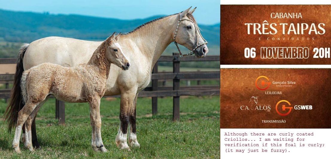 possible curly criollo foal