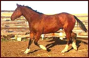 bay curly mare with 4 white socks