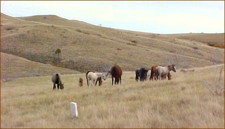 this soldier marker is superimposed on this photo - the marker is actually on the gravel area (shoulder of the road) above the horses (where I was standing as I took this photo)