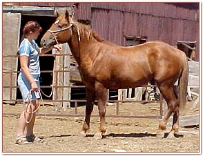Big Red, Crow Country Curly Horses